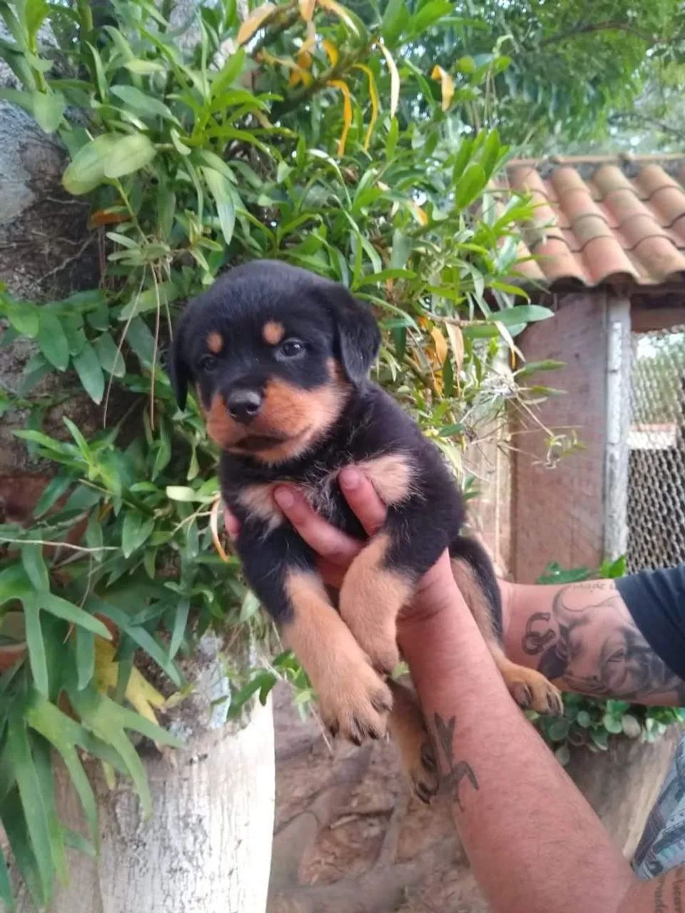 Rottweiler último casal