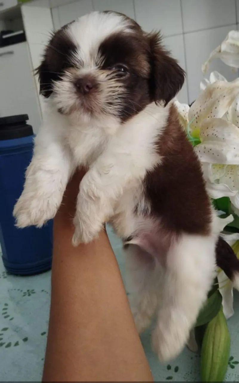 Filhote Shih Tzu MACHO