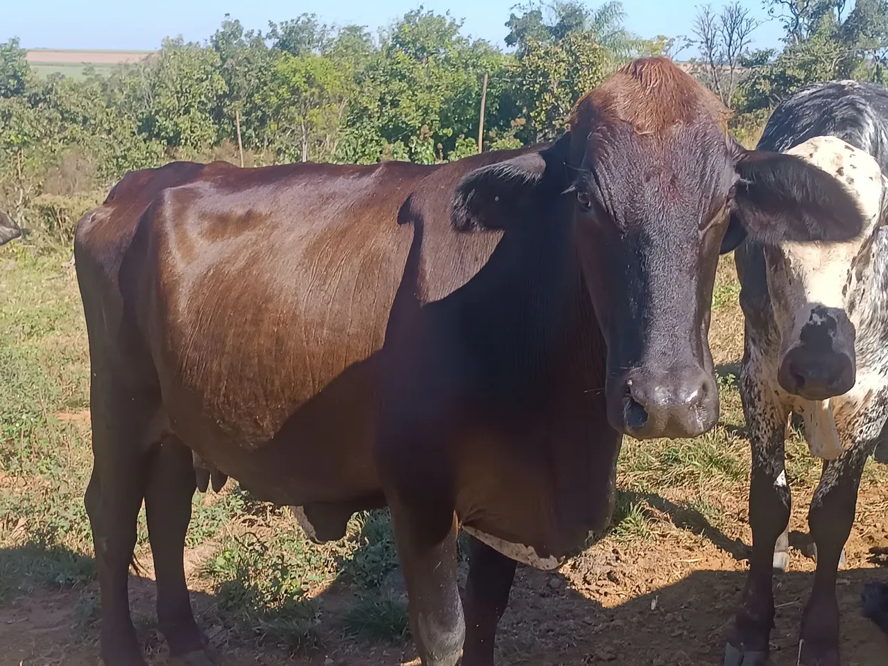 Vaca Prenha