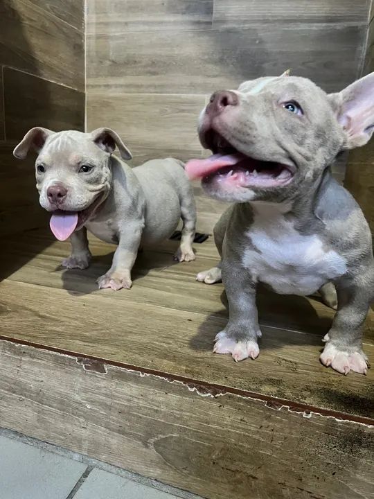 Filhotes American Bully 
