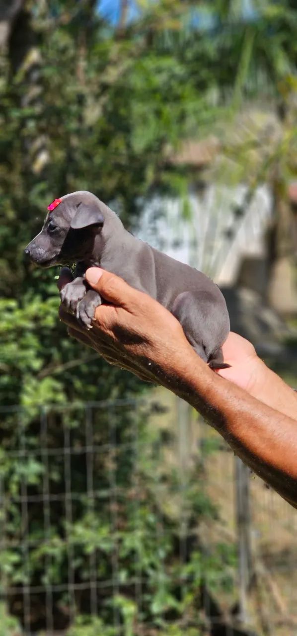 Galguinho Femea - Top - Foto 3