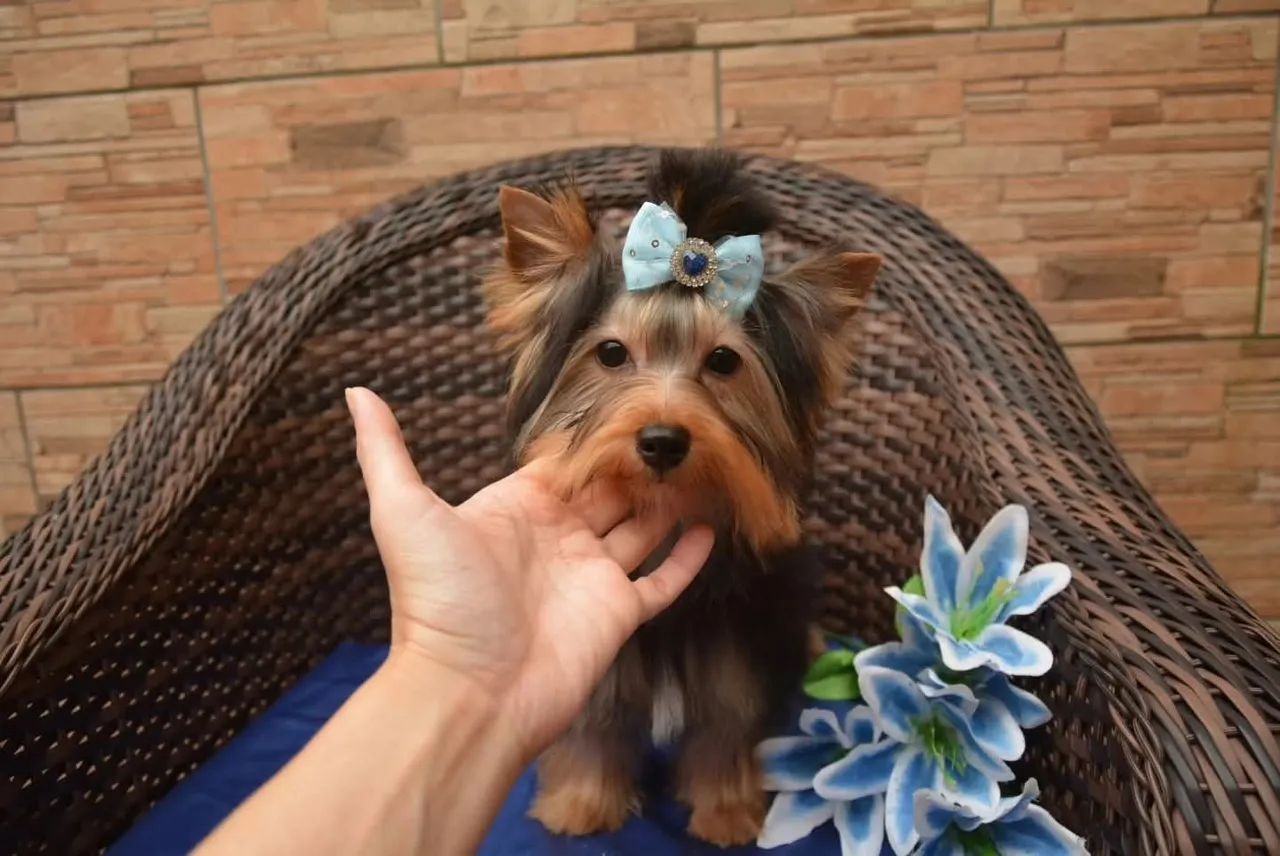 Lindo macho yorkshire 5 meses  - Foto 6