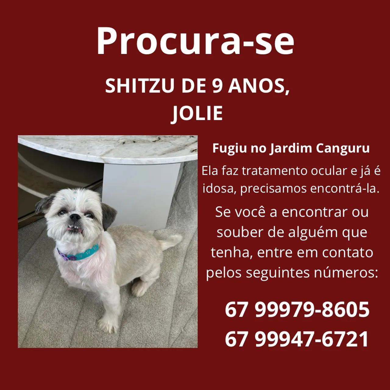 Shitzu Jolie Perdida - Campo Grande MS / Jardim Canguru