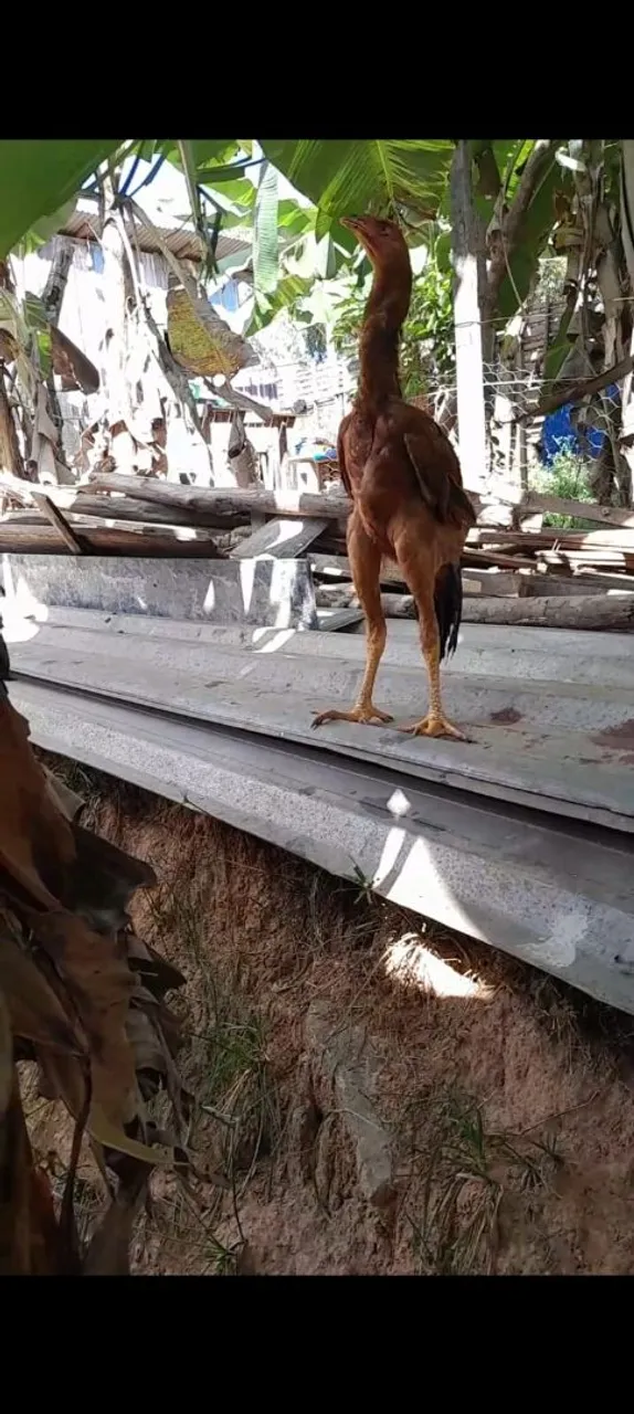 Frango índio gigante puro