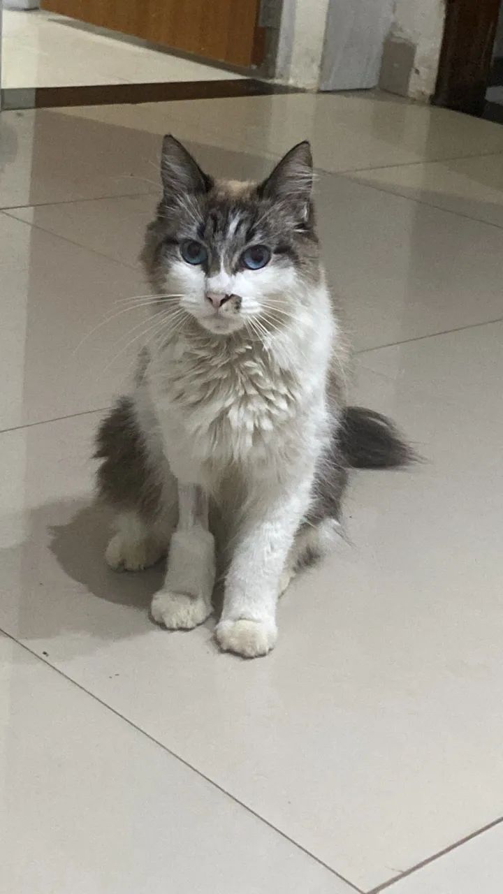 Adoção responsável 