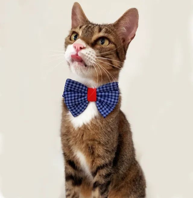 Gato castrado e vacinado para adoção responsável - Foto 3