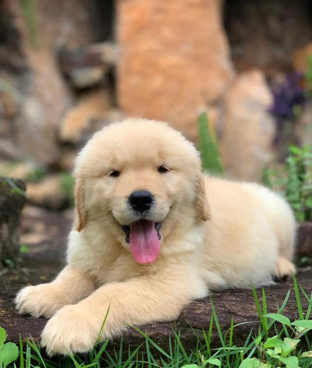 Golden Retriever fêmea ou macho 