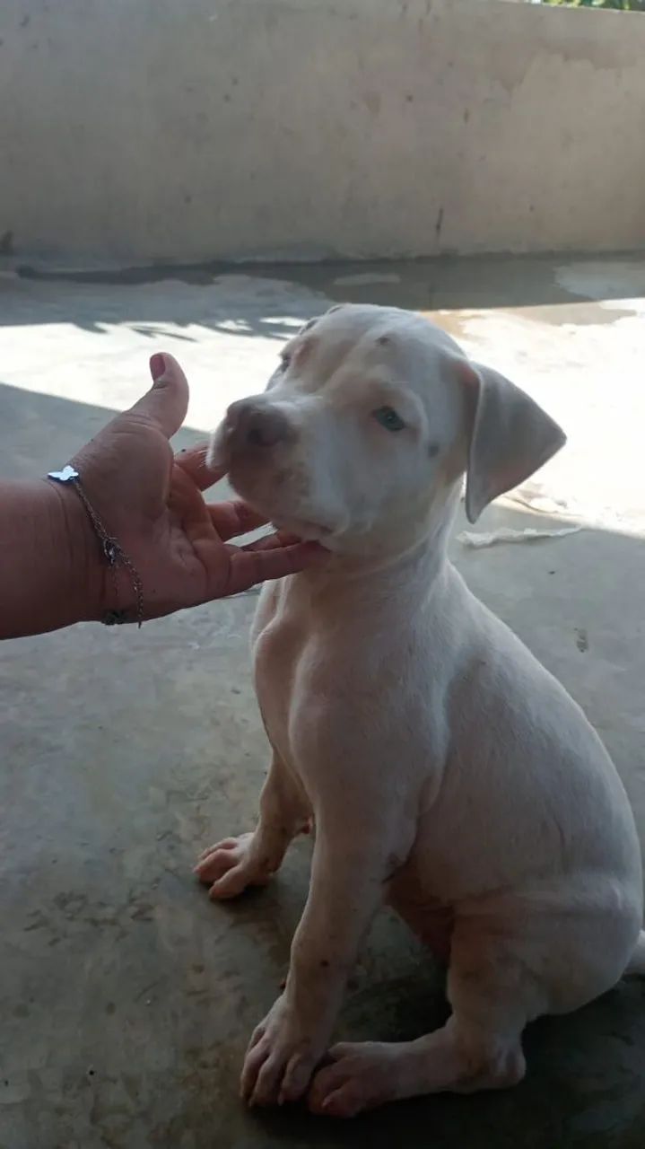 Vendi 2 filhote de Pit Bull com 3 meses  - Foto 2