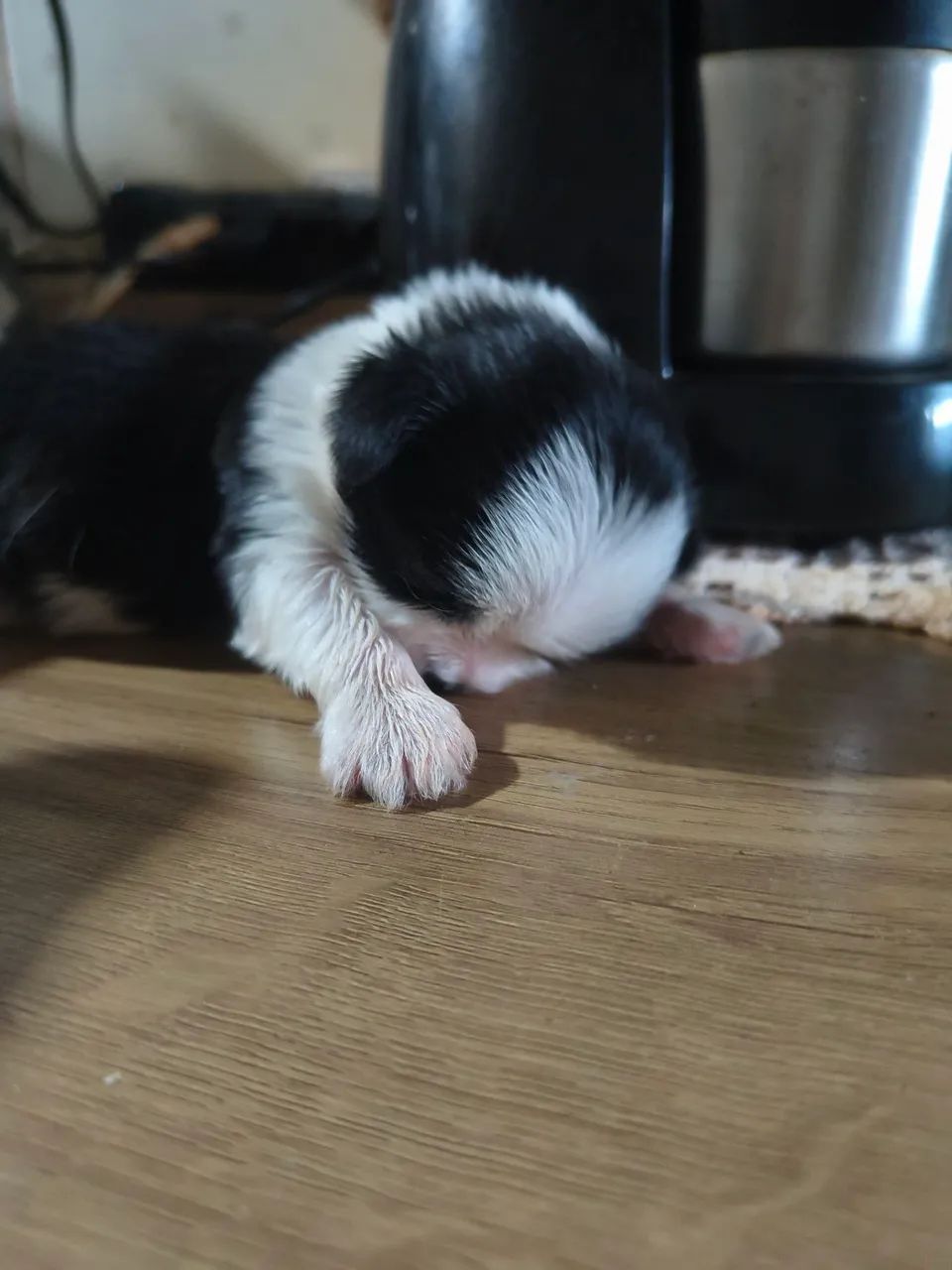 mini Shih Tzu - Foto 4