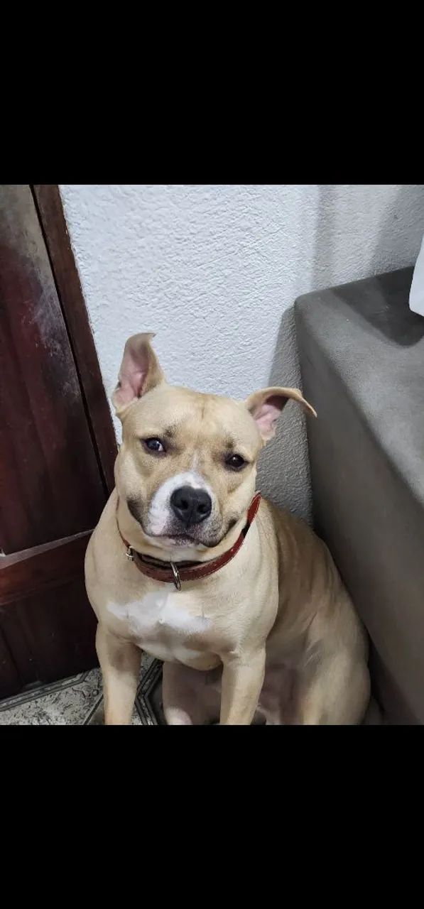 Doação american bully - Foto 4