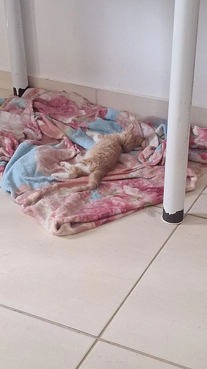 Gato 3 meses macho - Foto 5