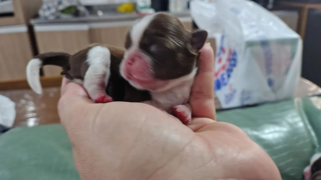  Shitzu filhotes para reserva - Foto 5