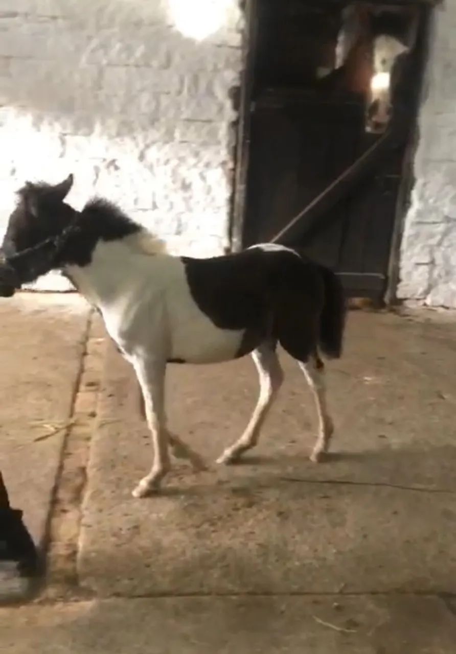 Vendo Pônei Tubiano lindo, lindo e muito mansinho.ponei tem  6 meses  perfeito para pet  - Foto 6