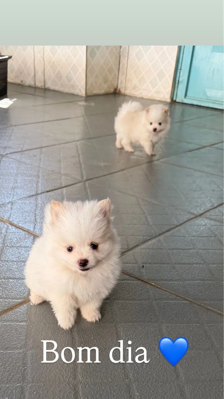 Spitz alemão com pedigree 