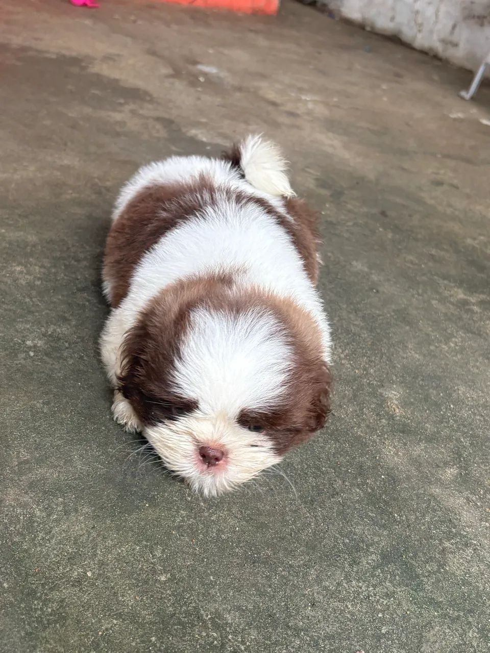 Cachorro  - Foto 4