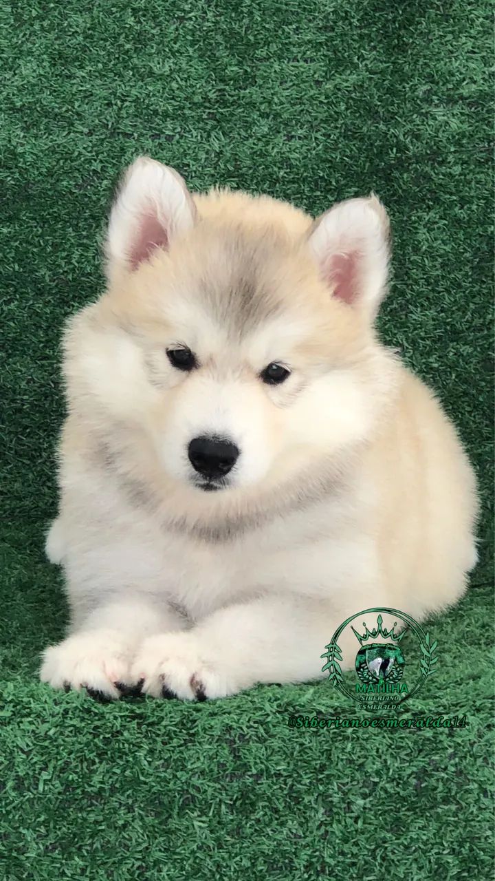 Filhotes de Husky Siberiano Wolly  - Foto 3
