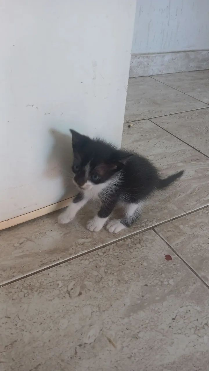 Doação  - Foto 2