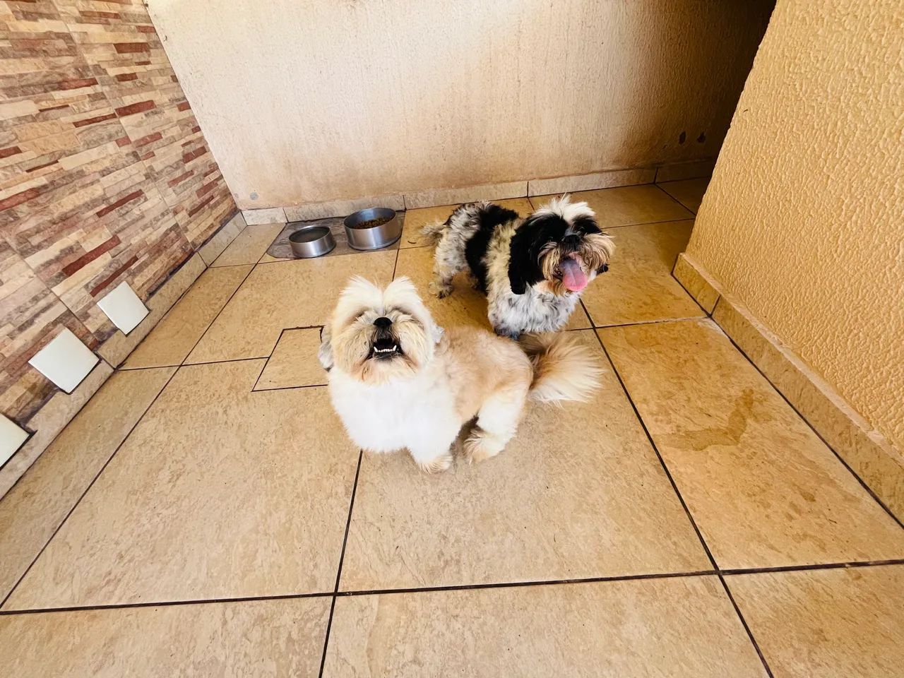  Doação de cachorro 
