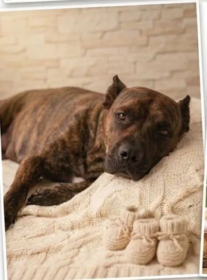 Cane corso - Foto 5