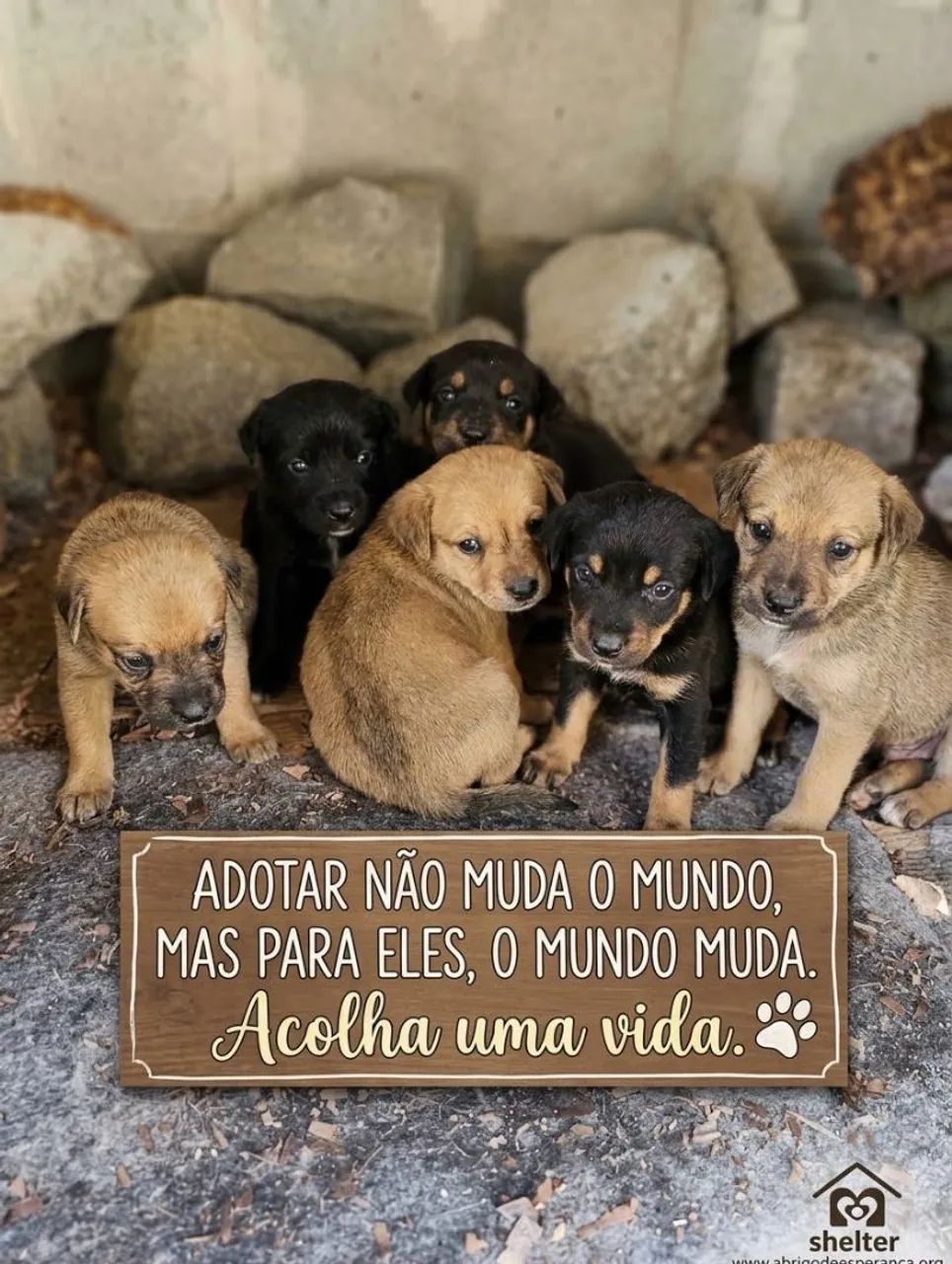 Cachorro srd - Foto 4