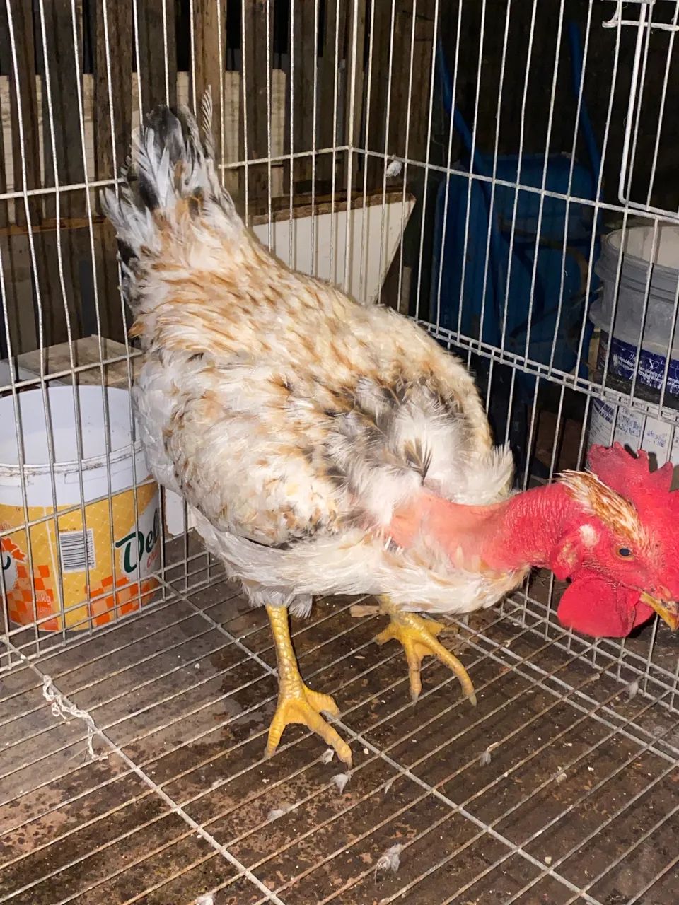 Frango novinho pra vender  - Foto 2