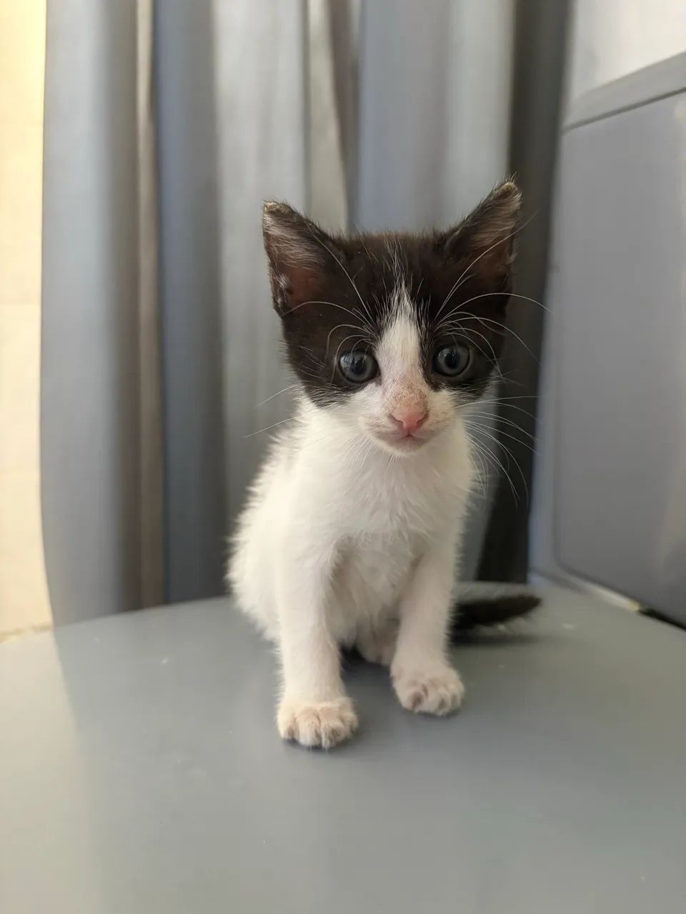 Doação de Gatas Filhotes - Foto 2