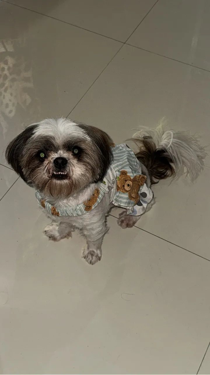 shih tzu fêmea  - Foto 3