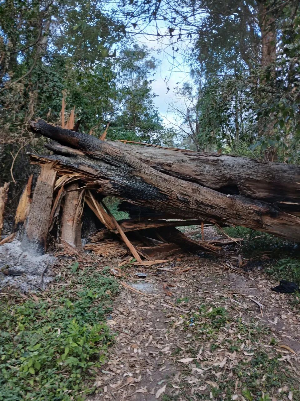 Corte e poda de árvores limpeza de terreno - Foto 2