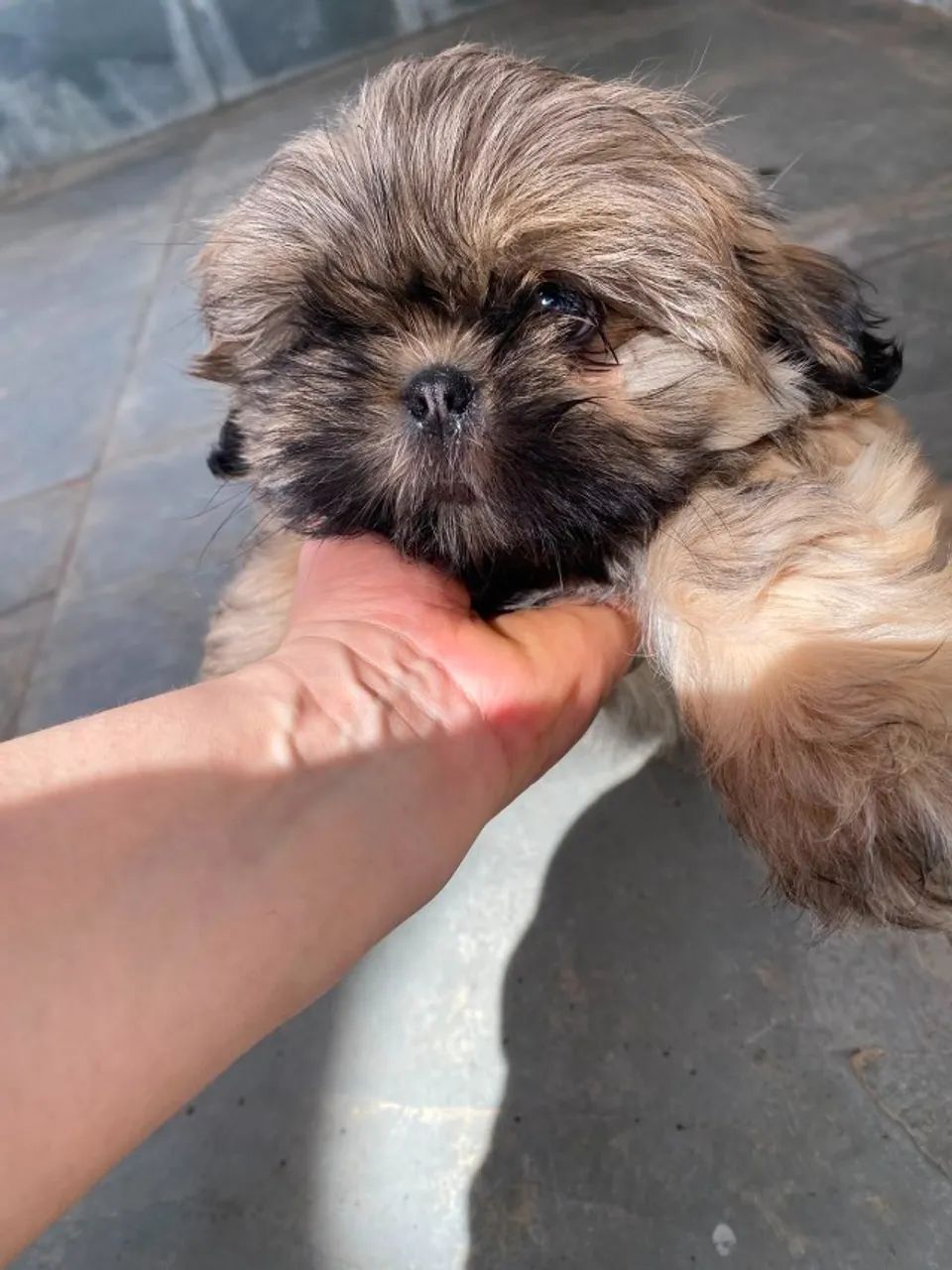 FIlhote ShihTzu Macho - Foto 4