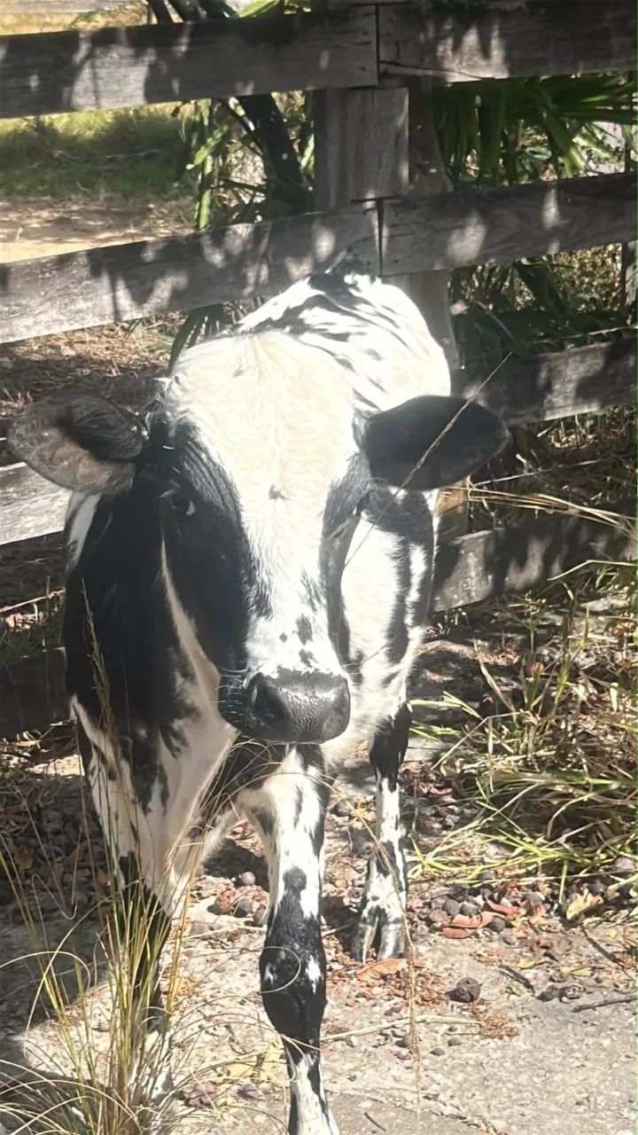Mini Vaca - Foto 2