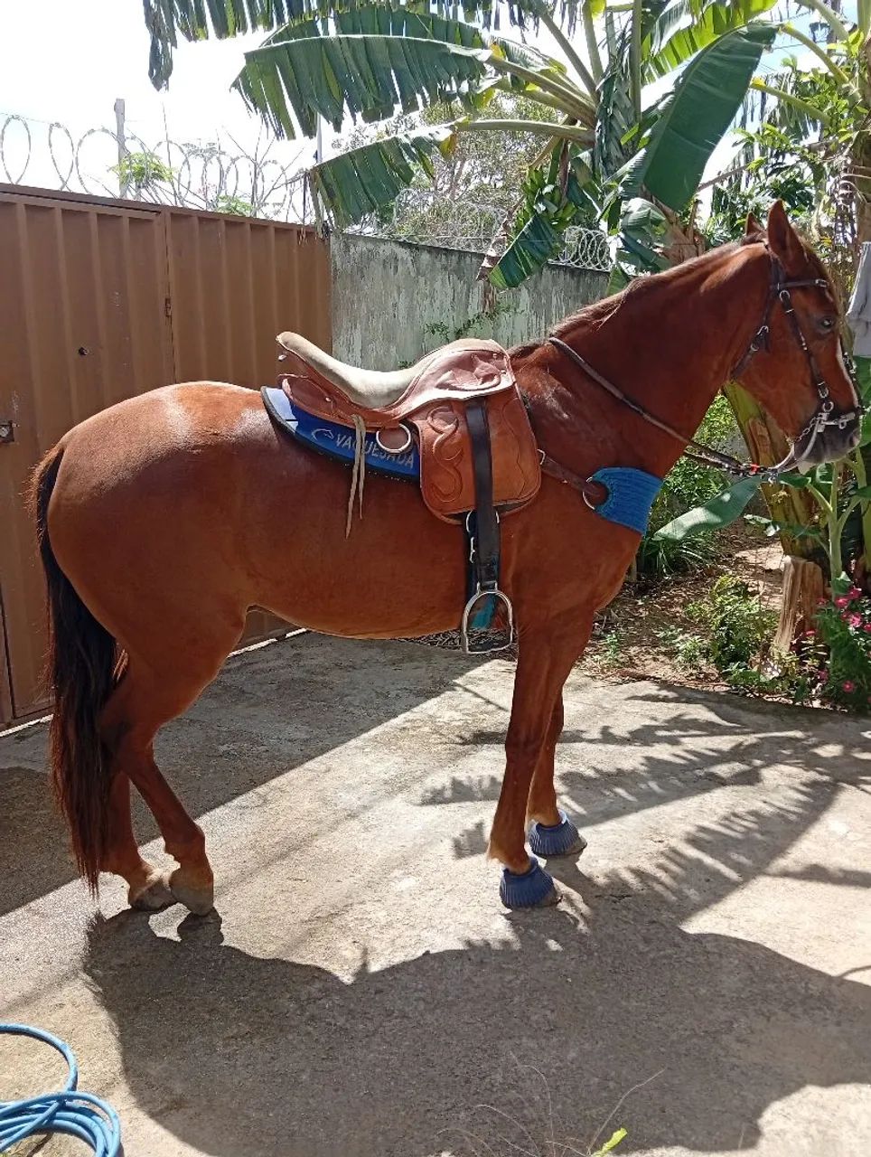 Cavalo de esquerda para vender dócil - Foto 3