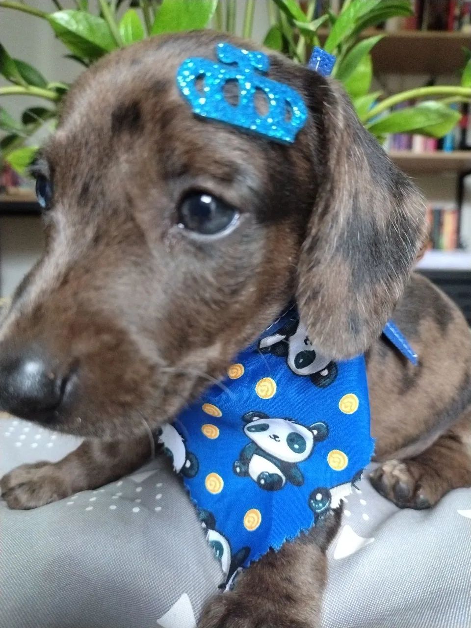 Lindo filhote miniatura arlequim (Macho) - Foto 6