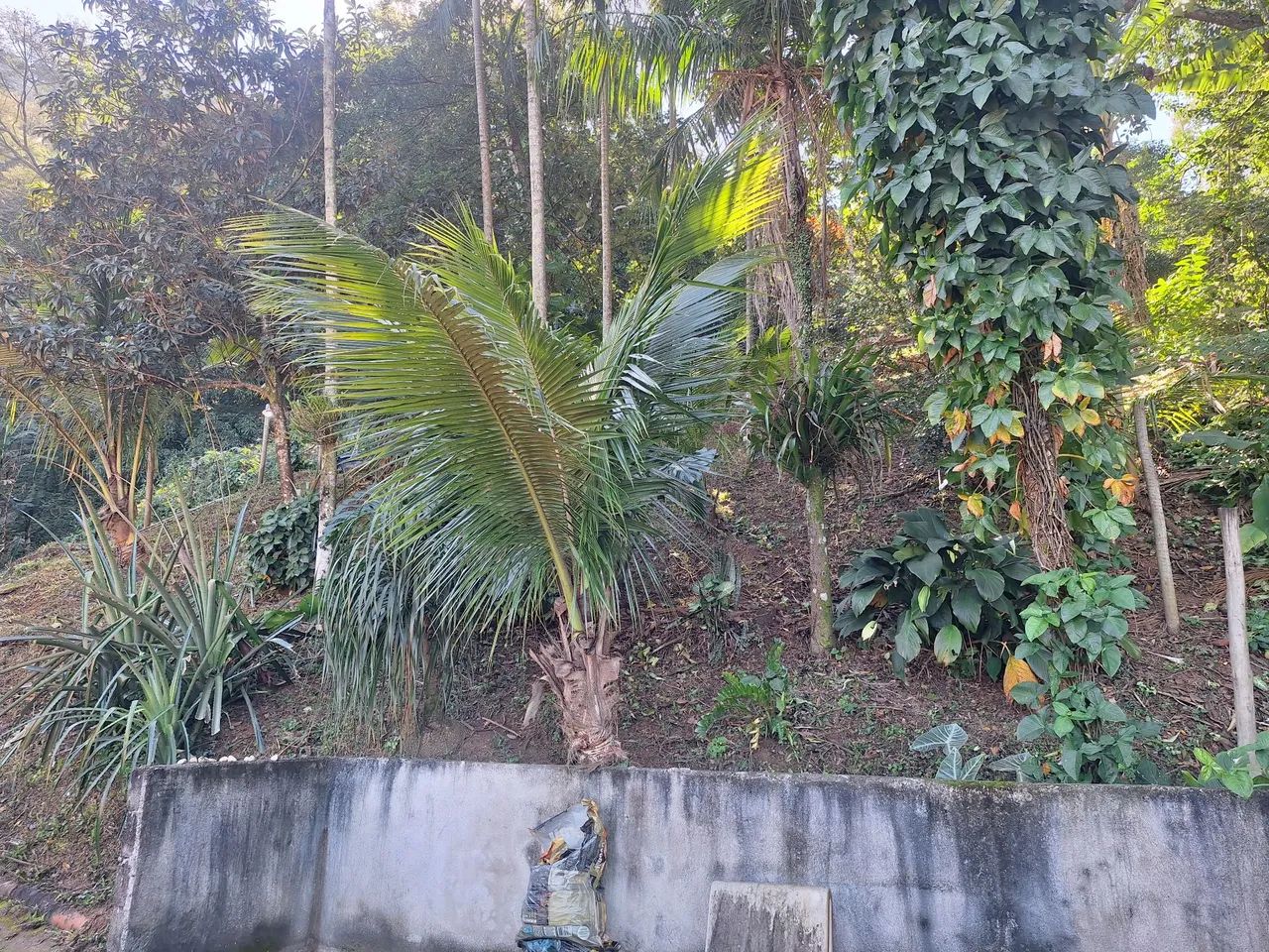 Alugo imóvel em Coroa Grande/Itaguaí. - Foto 5