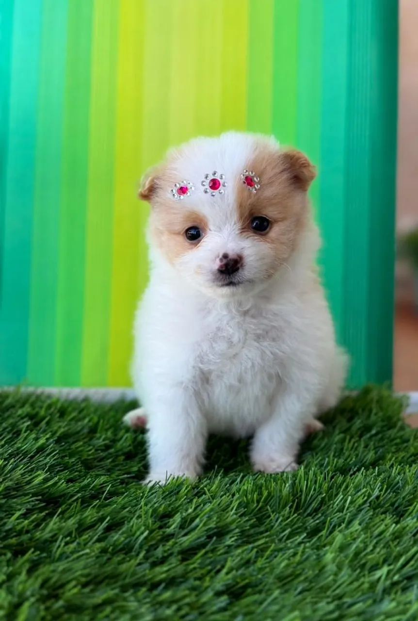 Spitz alemão  - Foto 2
