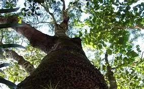  Copaiba -Copaifera langsdorffii- (Vendo mudas) - Foto 6