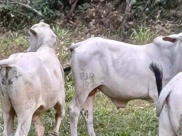 Gado Tabapuã - Foto 2