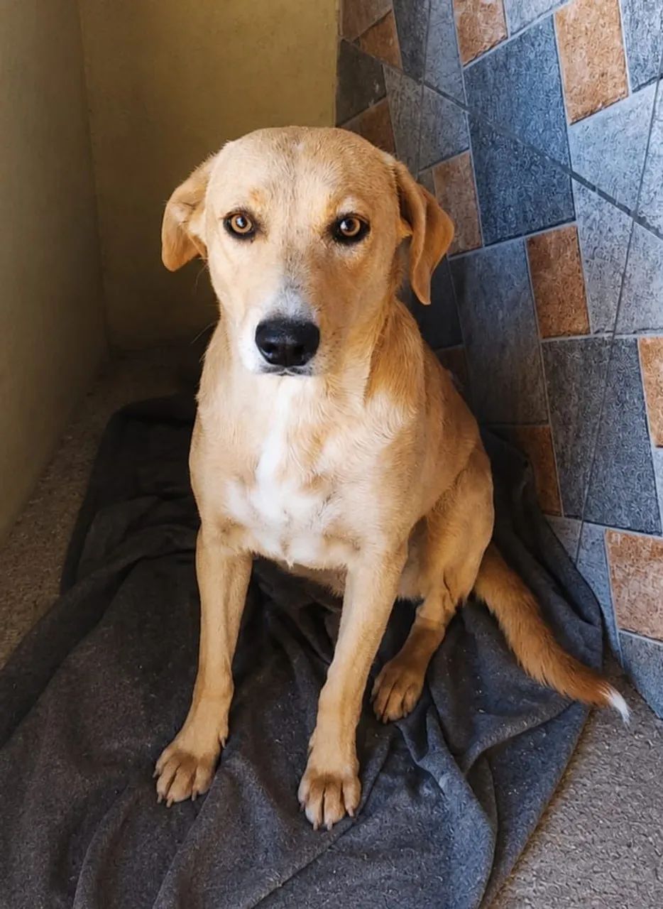 Cadela para adoção responsável  - Foto 2