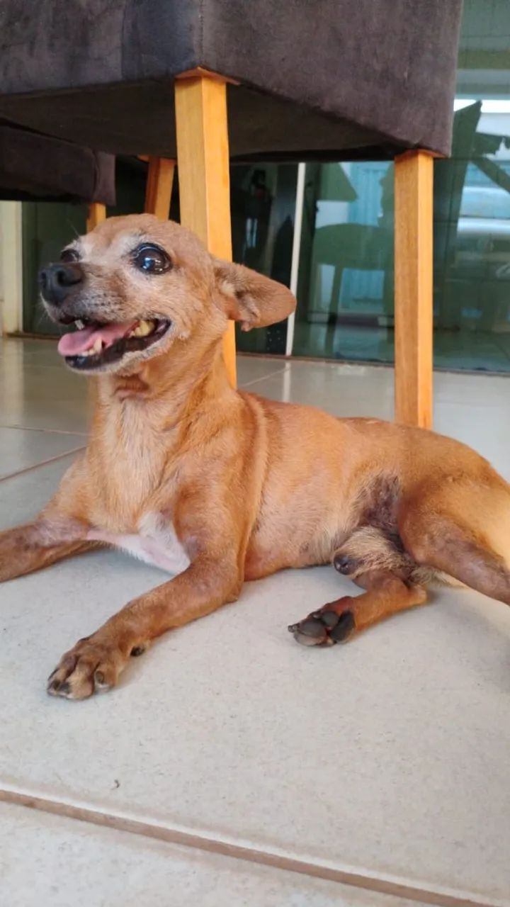 Cachorrinho pequeno e muito simpático - Foto 3