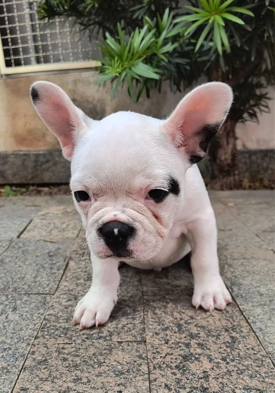 Mini buldogue 