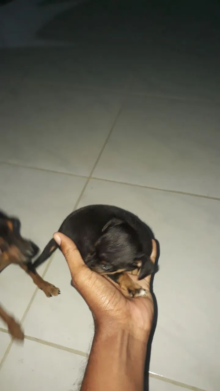 Filhote de pinscher n1 MACHO 