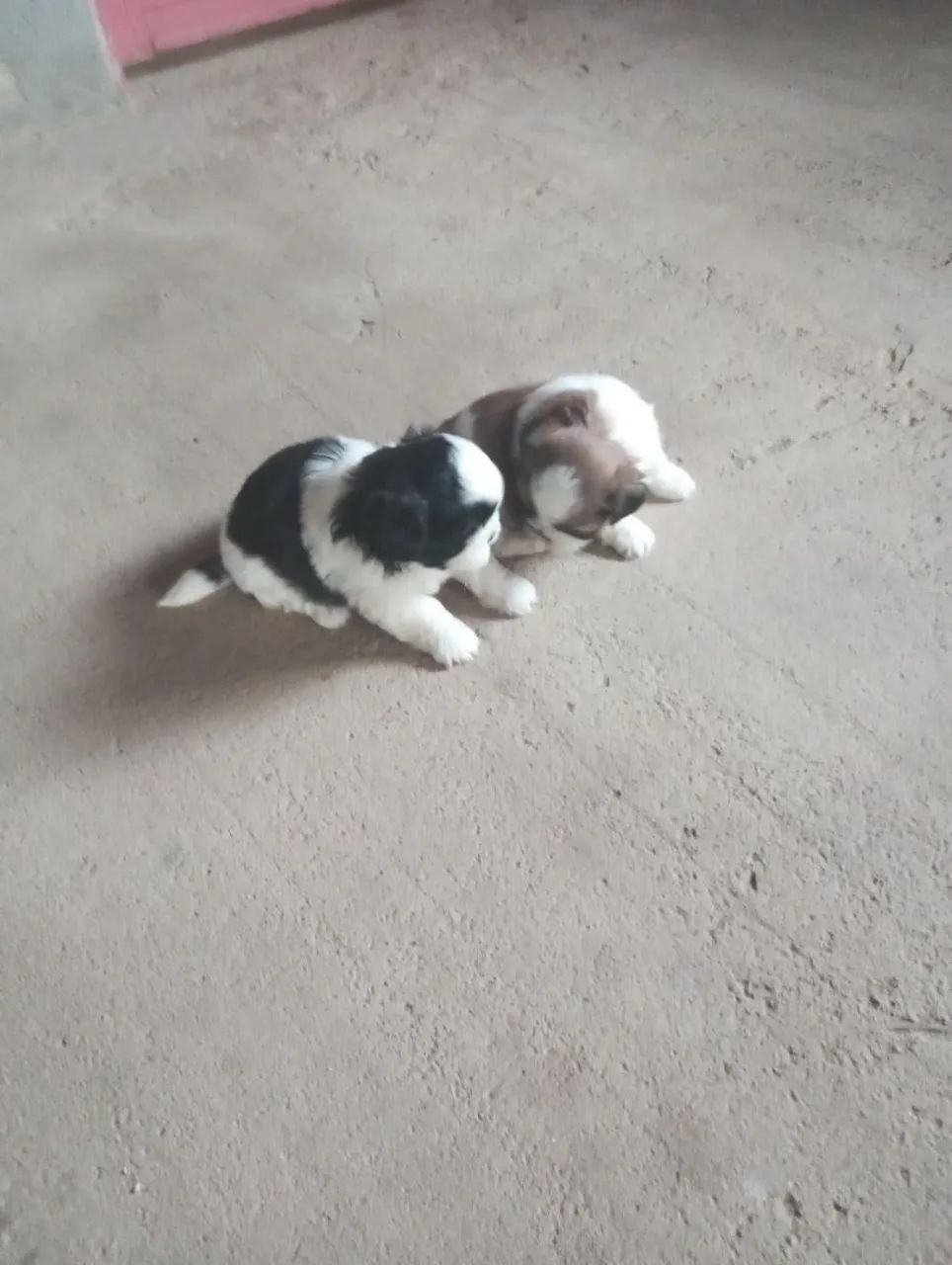 Vendo cachorro Shitzu 