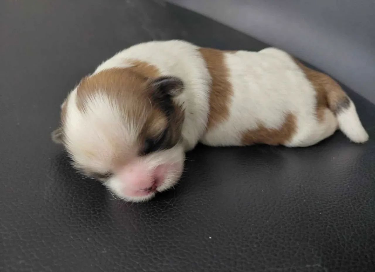 Reserva de Filhotes de Shihtzu - Foto 4