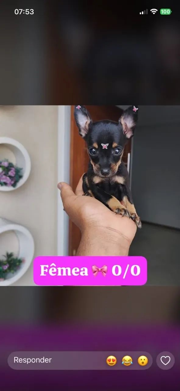 Pinscher filhote