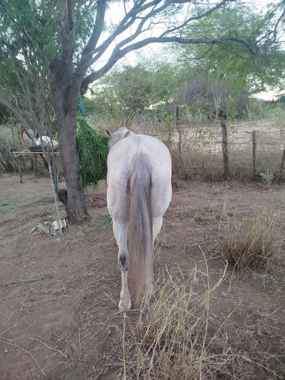 Égua mangalarga  - Foto 2