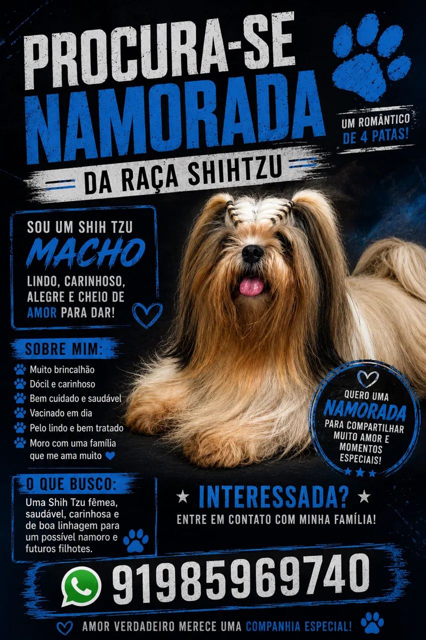 Procuro namorada  shihtzu