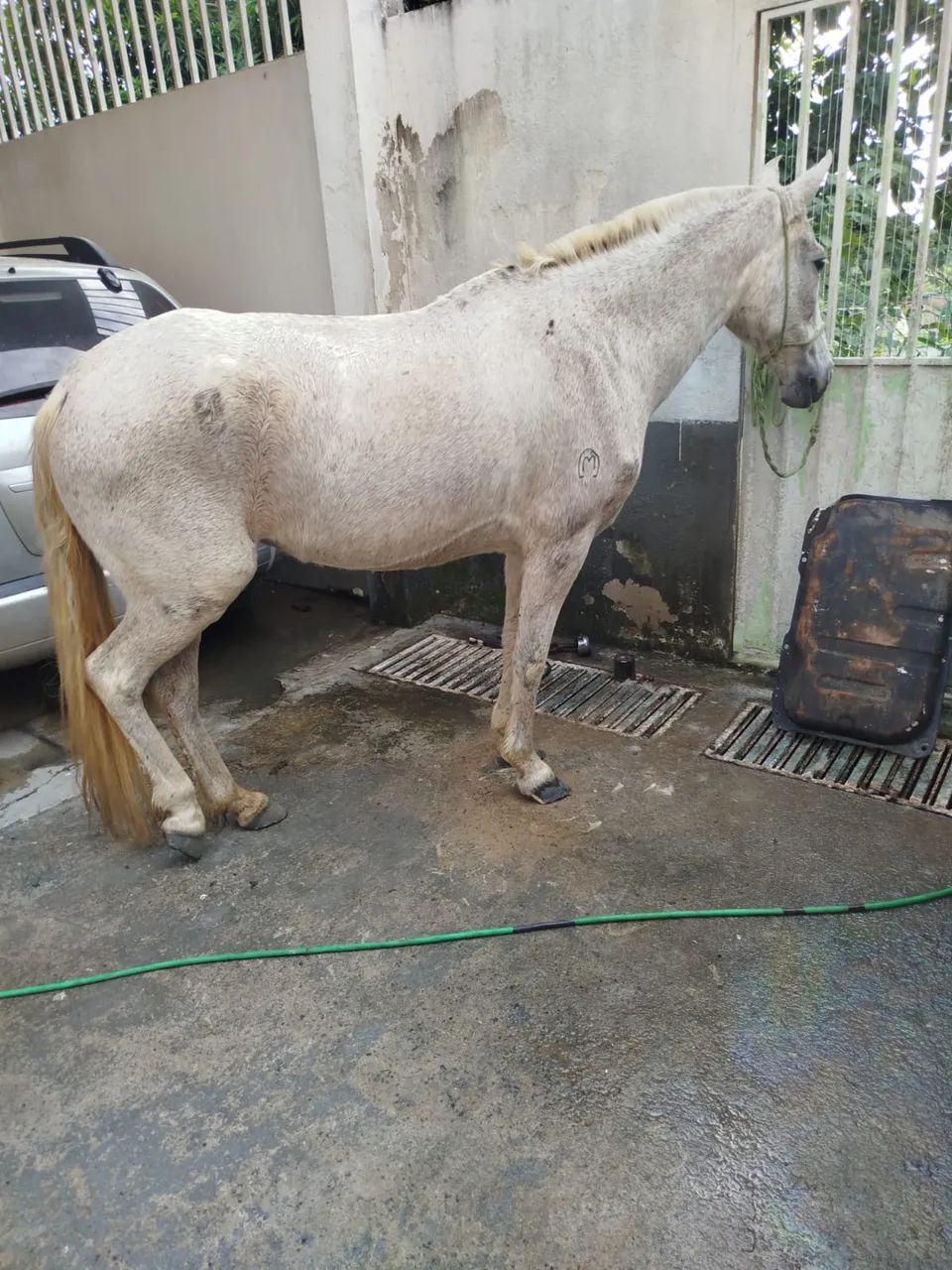 Cavalo  - Foto 3