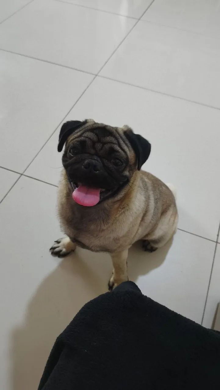 Pug macho  - Foto 4