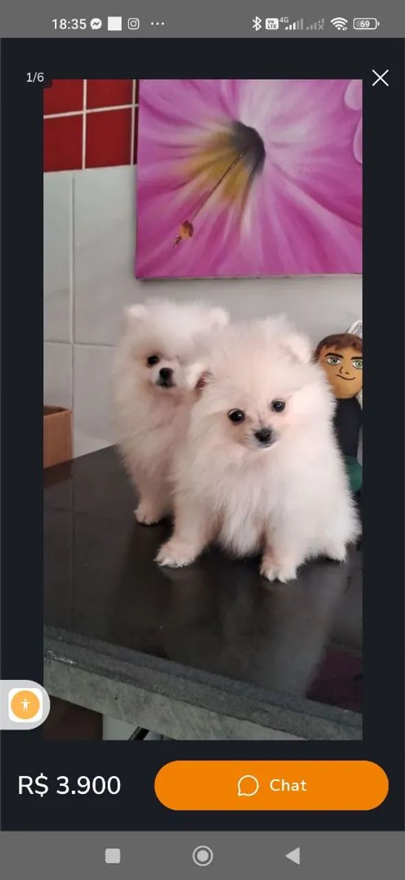 Lulu da Pomerânia macho 1.500 - Foto 5