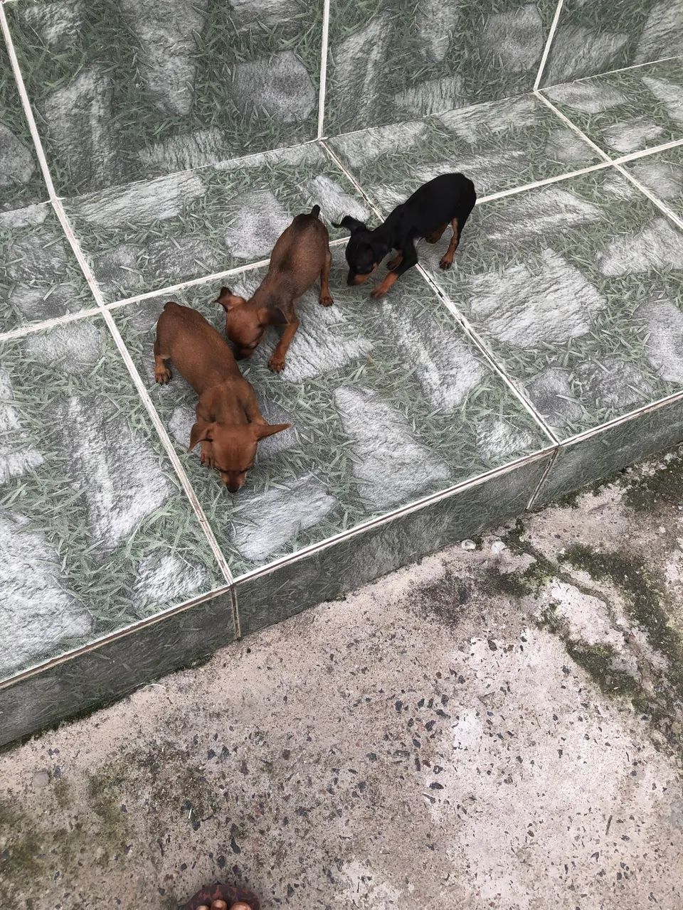 Cachorro Pinscher marcho n1 - Foto 2