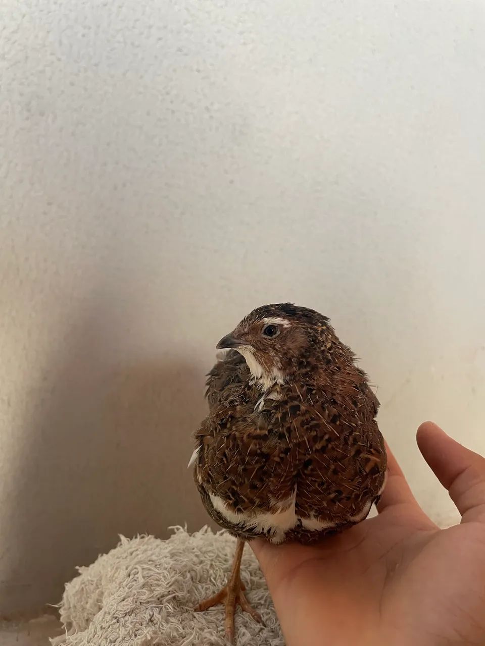 Ovos férteis codorna gigante  - Foto 5